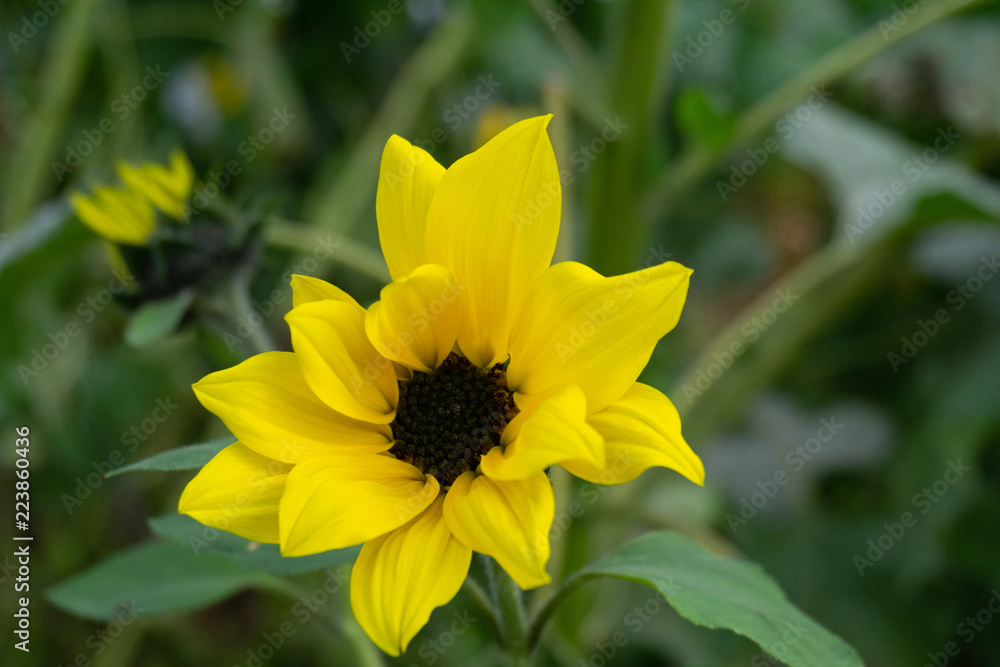 sunflower in a garden, closeup sunflower in a garden, closeup