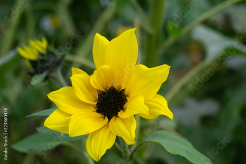 Fototapeta Naklejka Na Ścianę i Meble -  sunflower in a garden, closeup