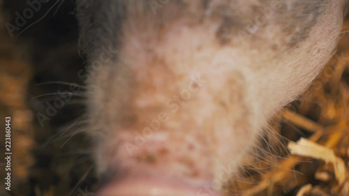Organic pig face on the farm in the sun
