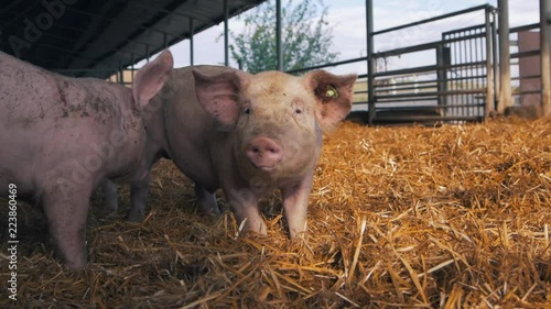 Organic pigs on the farm in the sun