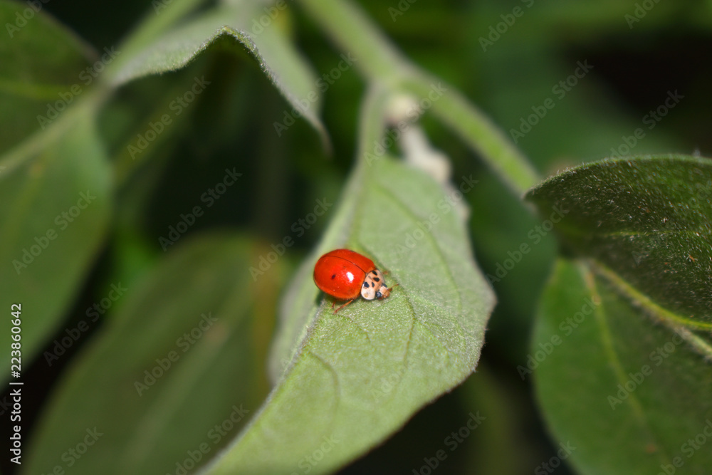 red ladybug on green leaf. red ladybug on green leaf.
