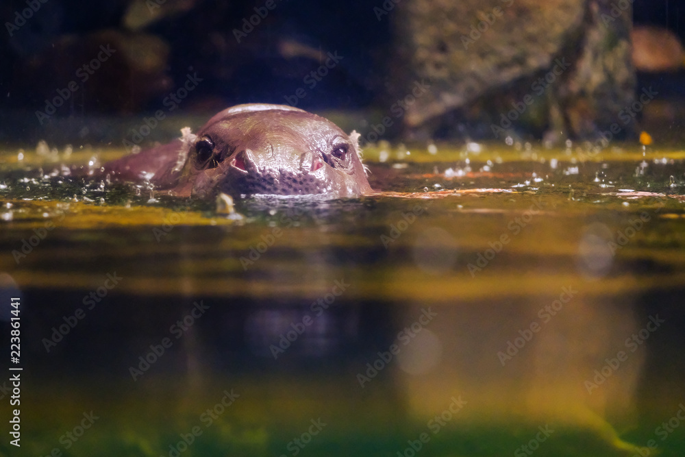 Fototapeta premium Huge hippopotamus in the water zoo