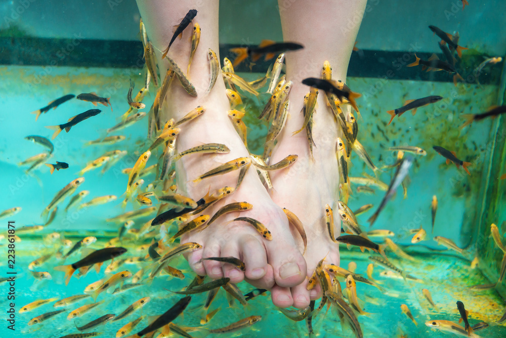 Рыбки которые растут. Маленькие золотые рыбки. Рыба доктор гарра руфа. Гарра руфа. Рыбки которые растут.