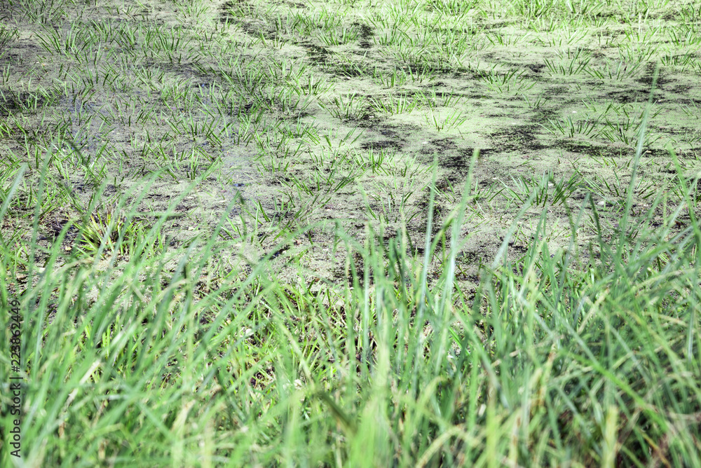 swamp swamp