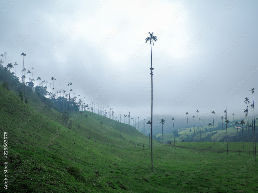Cocora Valley with magnificent wax palms in Colombia
