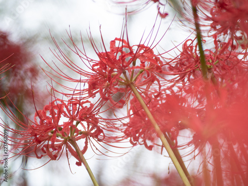 彼岸花　権現堂にて photo