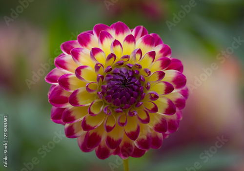 Fototapeta Naklejka Na Ścianę i Meble -  Beautiful multi-colored Dahlia Flower