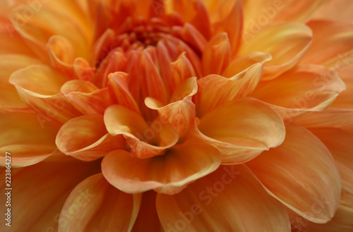 Closeup of a yellow orange dahlia flower 