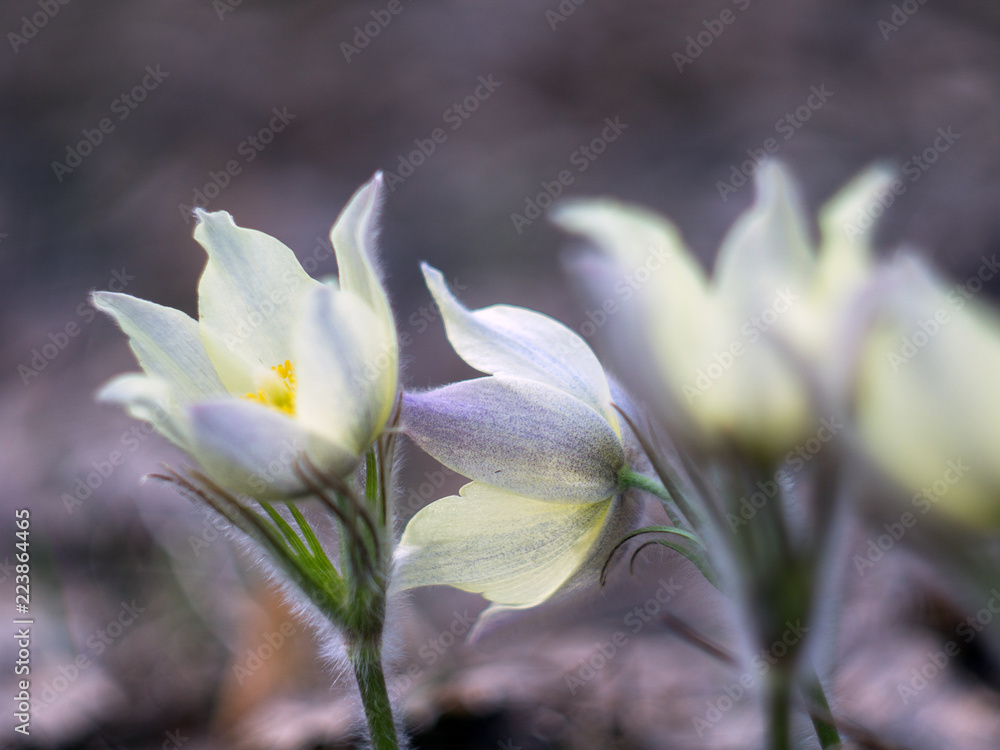 Fototapeta premium Сон-трава Прострел Подснежник