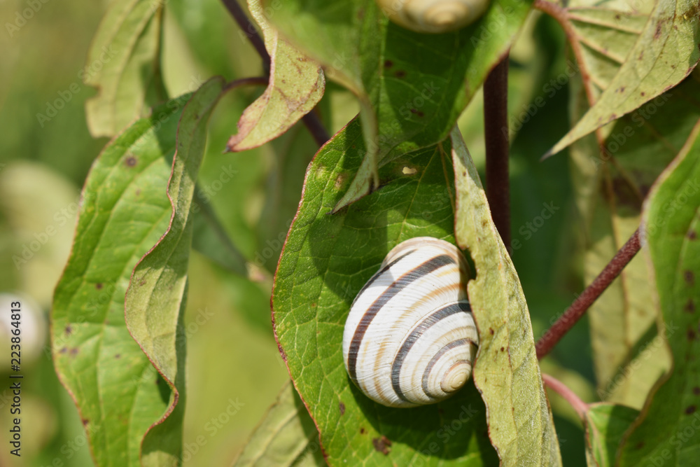 black and white snail on the green leaf black and white snail on the green leaf
