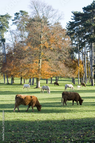 cattle grazing in field