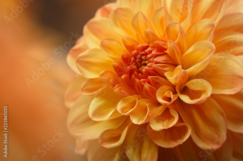 Fototapeta Naklejka Na Ścianę i Meble -  Closeup of a yellow orange dahlia flower
