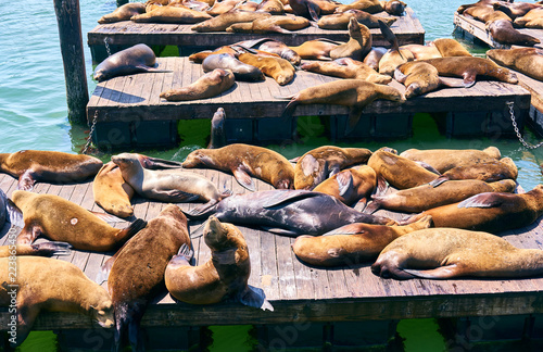 Sea lions at Pier 39 in San Francisco, California