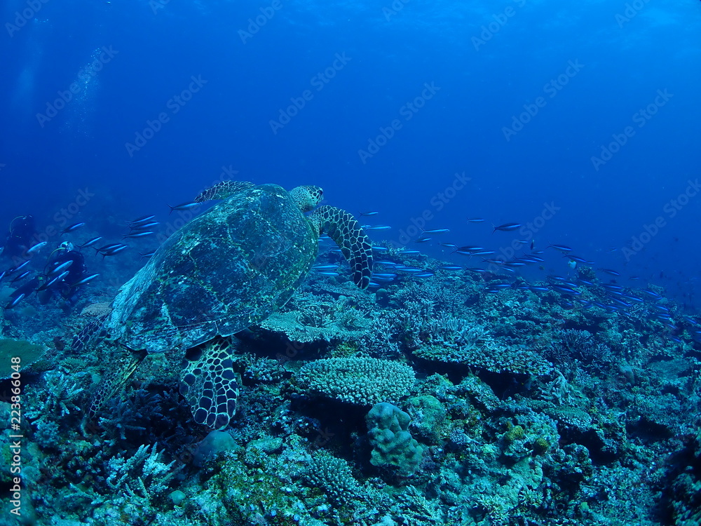 Fototapeta premium ウミガメ