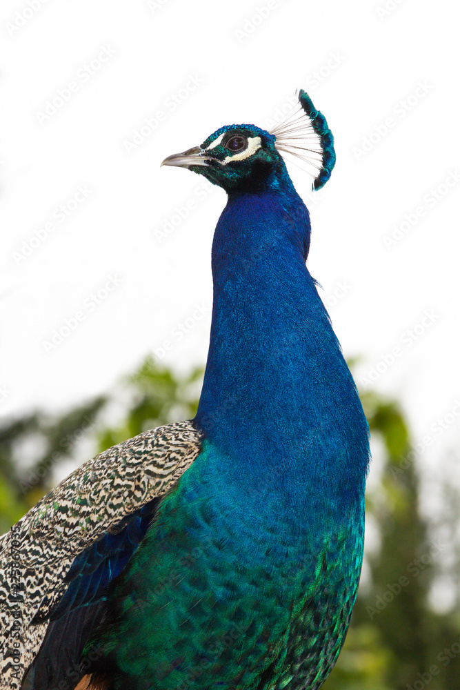 Fototapeta premium Closeup of a peacock posing in profile.