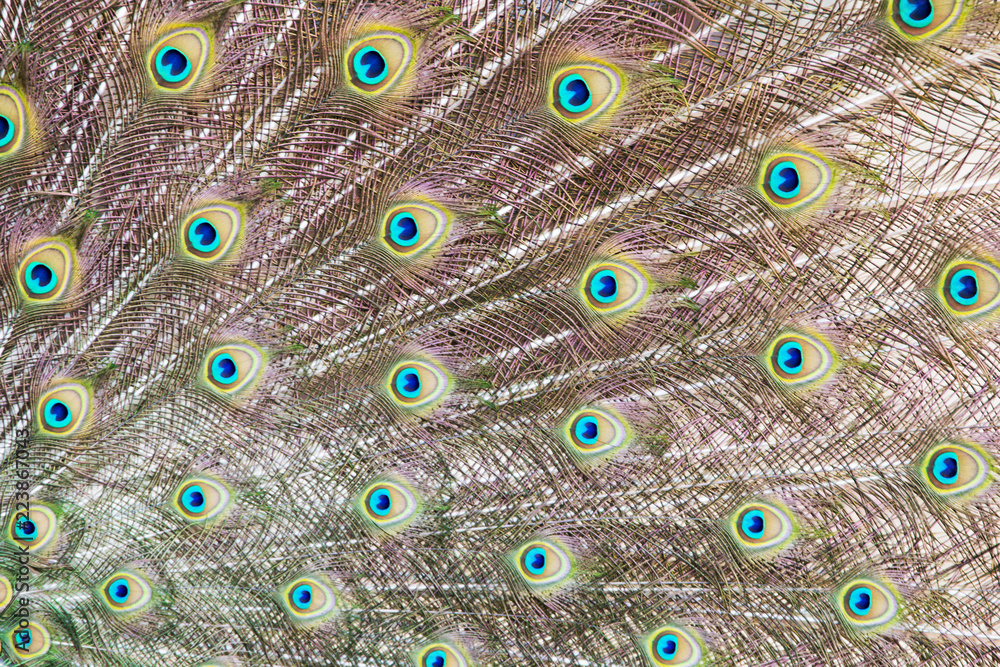 Fototapeta premium Closeup of a peacock tail with its colourful feathers fanned out.