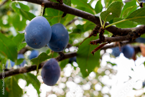 Ripe Plum fruits hanging on a tree branch in the garden
