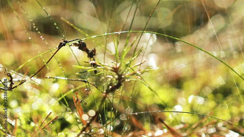 Abstract Blurred background of summer rain in Sunny forest close-up. Nature background. Abstract Blurred background of summer rain in Sunny forest close-up. Nature background.