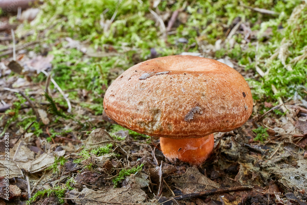 Lactarius deliciosus in the natural environment. Lactarius deliciosus in the natural environment.