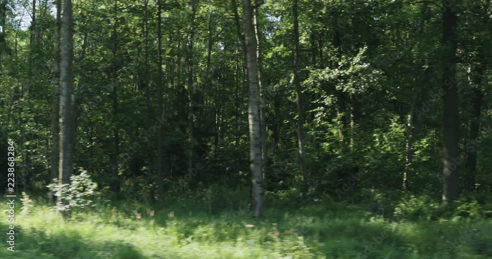 Driving plate side view of green mixed forest on summer sunny day Driving plate side view of green mixed forest on summer sunny day