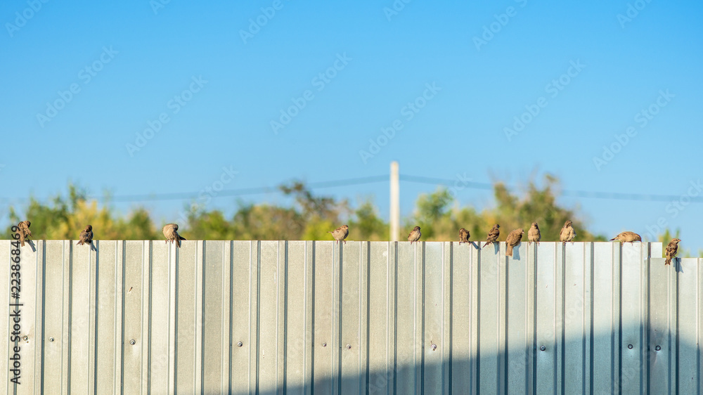 several birds sit on a metal fence at sunset against a blue sky