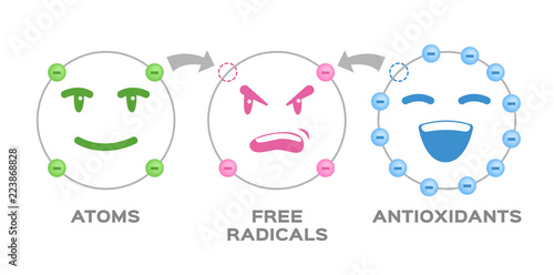 free radical and Antioxidant vector . Antioxidant donates electron to Free radical . infographic cartoon
 photo