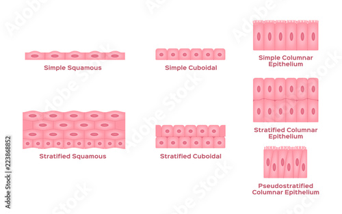 Epithelial tissue vector / cell
