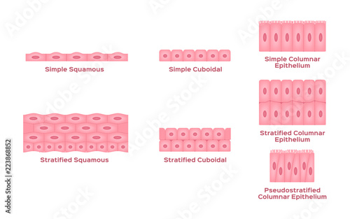 Epithelial tissue vector / cell photo