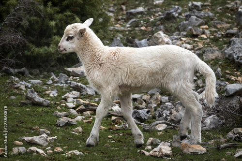 Lamb on poor pasture in rockery on island Brac in Croatia