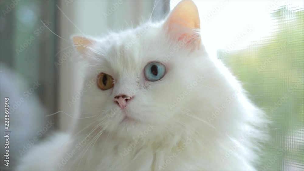 Domestic cat with complete heterochromia. White cat with different colored eyes is sitting by the window. Domestic cat with complete heterochromia. White cat with different colored eyes is sitting by the window.
