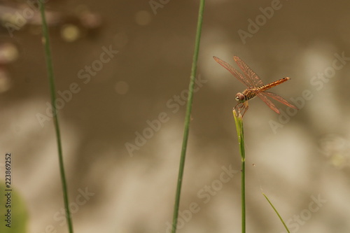 Close up small brown dragonfly on grass leaf © panom