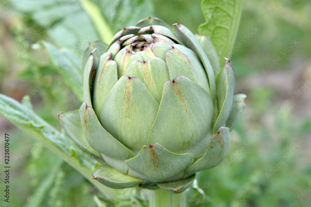 Fototapeta premium Artichaut 