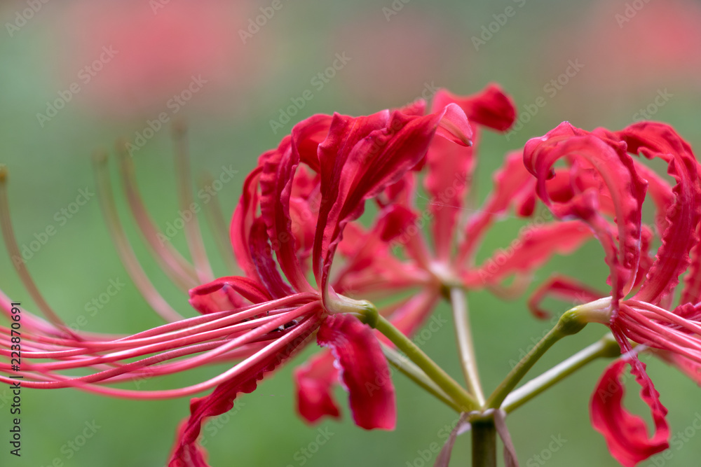 A cluster amaryllis of Murakami Green Space Park in Yachiyo City, Chiba Prefecture, Japan A cluster amaryllis of Murakami Green Space Park in Yachiyo City, Chiba Prefecture, Japan