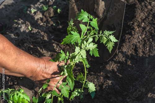 Organic farming. Farmer hands planting seedlings into soil in the vegetable garden.