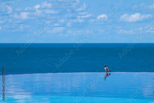 infinity pool with ocean view © Gustavo