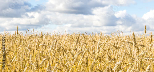 Ripe yellow wheat stalks in a field against a background of sky with clouds texture. Golden wheat field ready for harvest in summer