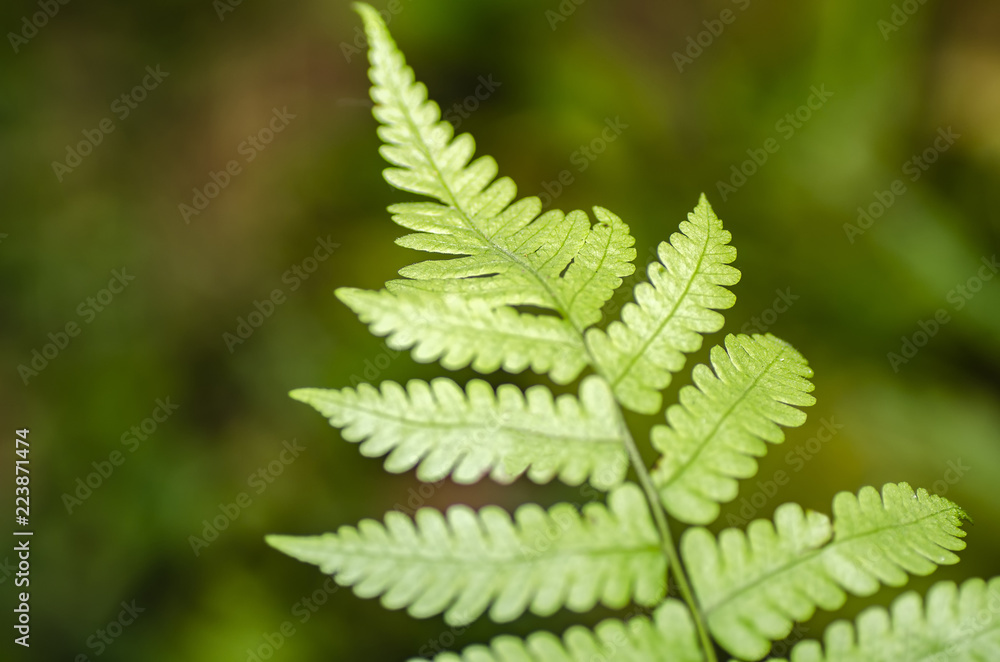 Closeup macro shot fresh green fern leaves with shallow depth of field Closeup macro shot fresh green fern leaves with shallow depth of field