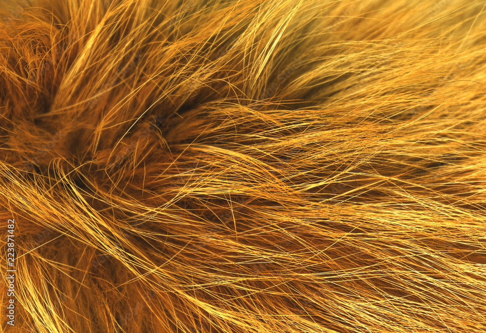 Fototapeta premium Brown animal natural wool texture background, orange plush, texture of yellow fluffy fur, ginger white long wool coat, close-up