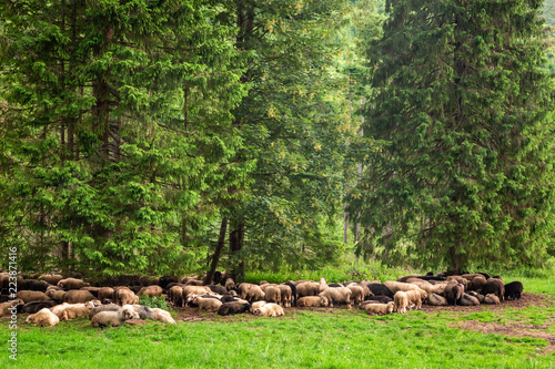 Beautiful flock of sheep gr...