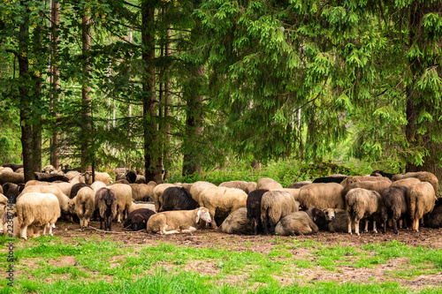 Beautiful grazing herd of s...
