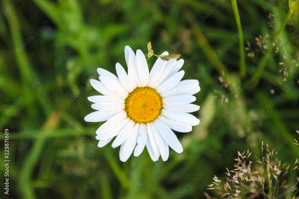 Obraz premium Flower