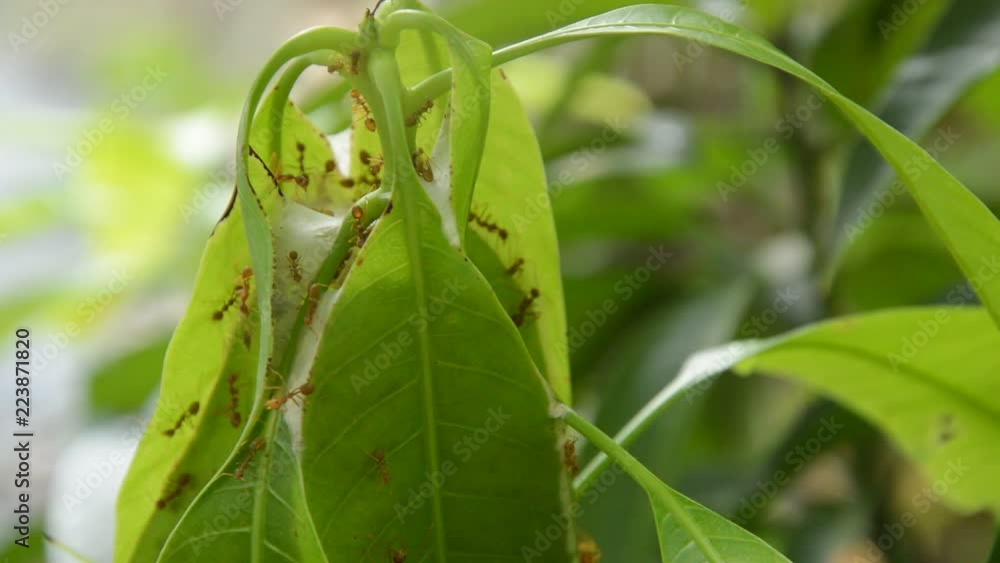 red ant climbing on nest mango leaf in garden red ant climbing on nest mango leaf in garden
