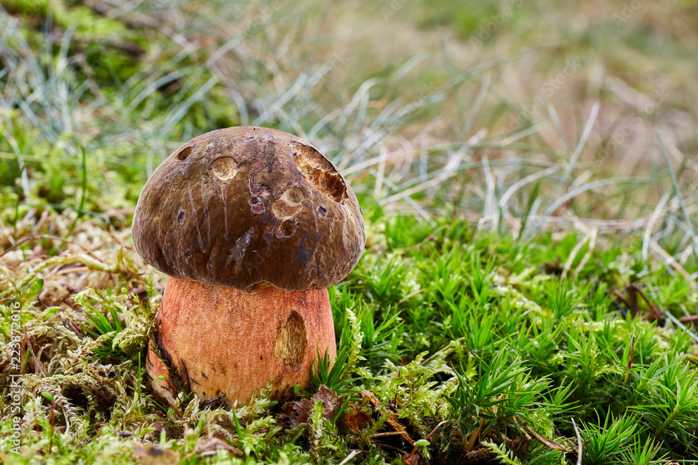 Neoboletus luridiformis in the natural environment Neoboletus luridiformis in the natural environment