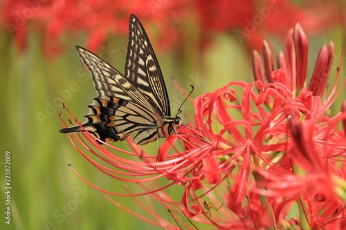 赤い彼岸花と蜜を吸っている蝶