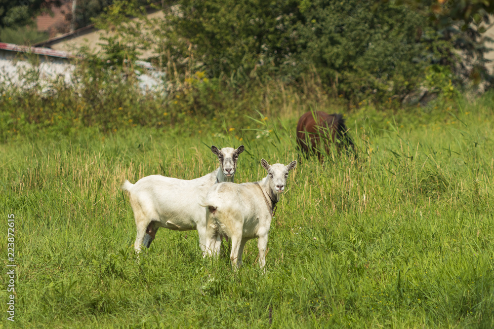 grazing goats in the meadows nidaleko of Krakow, Poland grazing goats in the meadows nidaleko of Krakow, Poland