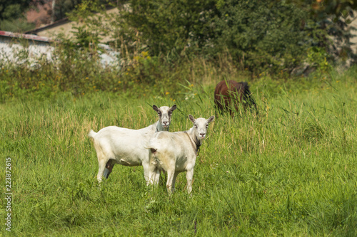 Fototapeta Naklejka Na Ścianę i Meble -  grazing goats in the meadows nidaleko of Krakow, Poland