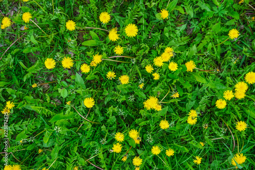 Yellow dandelions on background of green field