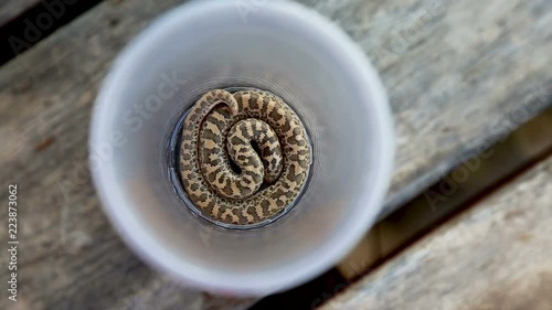 A Small Cute  Baby snake. Close Up photo