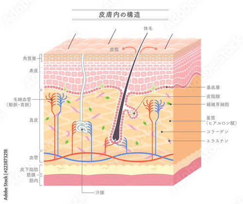 Structure in the skin_Japanese notation