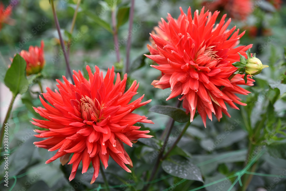 Dahlia cactus rouge Dahlia cactus rouge